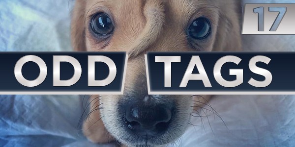 17 Odd Tags