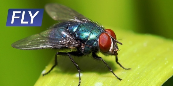 Неправильный глагол fly