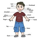 Тело (Body)