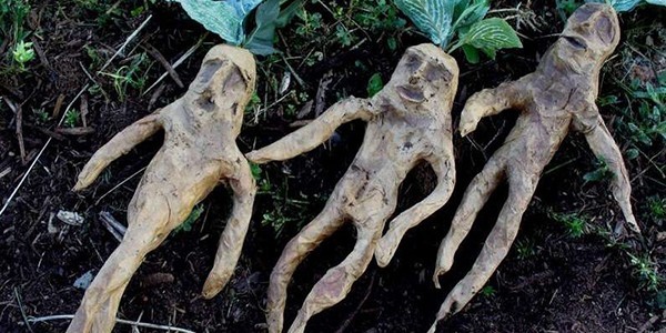 2 Roots.jpg