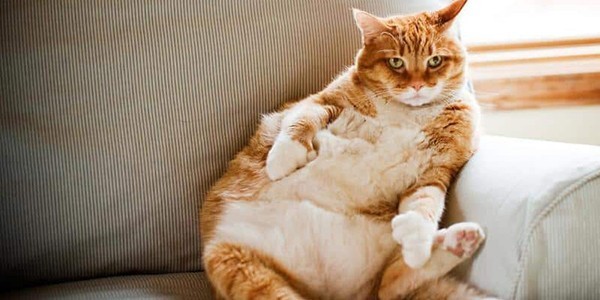 1Cat.jpg