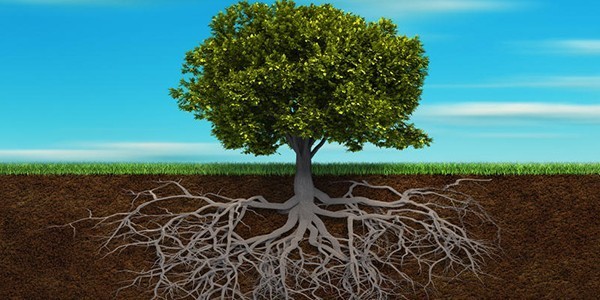1Roots.jpg