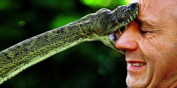 3 Snake.jpg 3 Snake.jpg