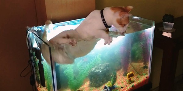 2Fishes.jpg 2Fishes.jpg