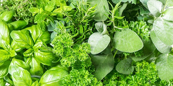 3 Herb.jpg
