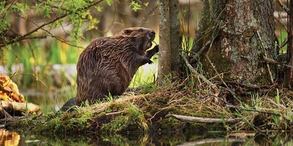 1 Eager Beaver.jpg
