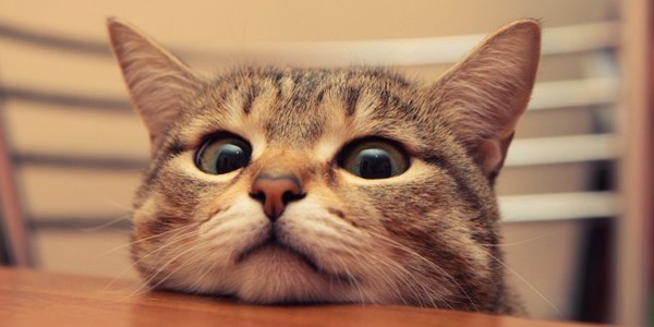 2Cat.jpg