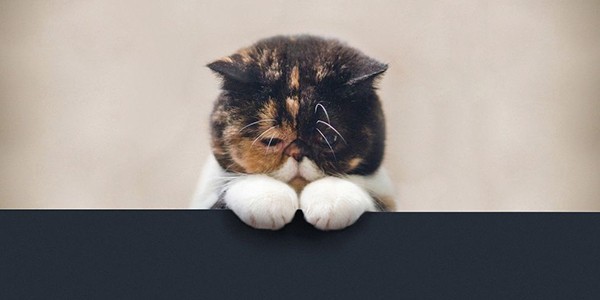 1 Cat.jpg