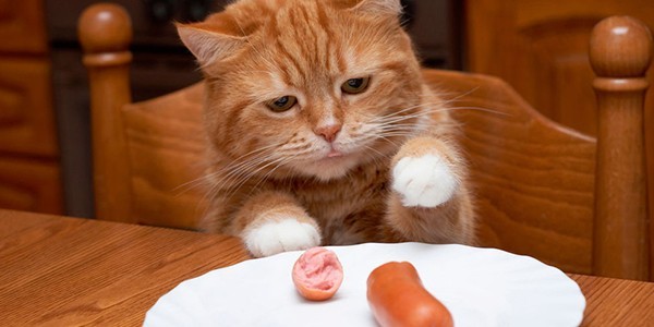 2Cat.jpg